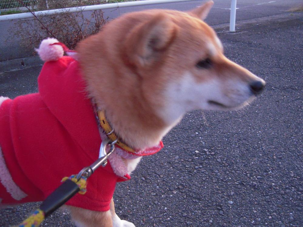 祖父江銀杏 029.jpg